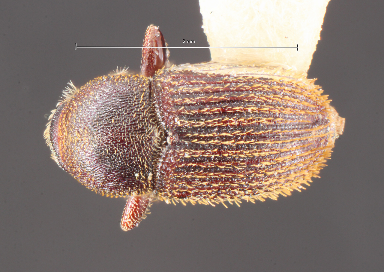 Genus / Species: Cnesinus noguerae | Image Author: TH Atkinson | Location: México, Veracruz, Tuxpan | Collection: University of Texas Insect Collection