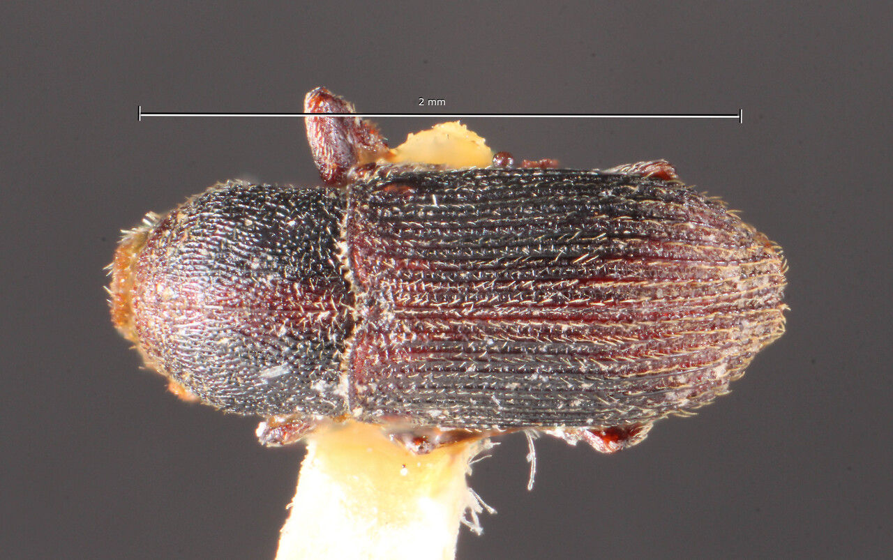 Genus / Species: Sternobothrus paraguayensis | Image Author: TH Atkinson | Location: Paraguay, unknown, Paraguay (country / region) | Image Type: holotype | Collection: Naturhistorisches Museum Wien