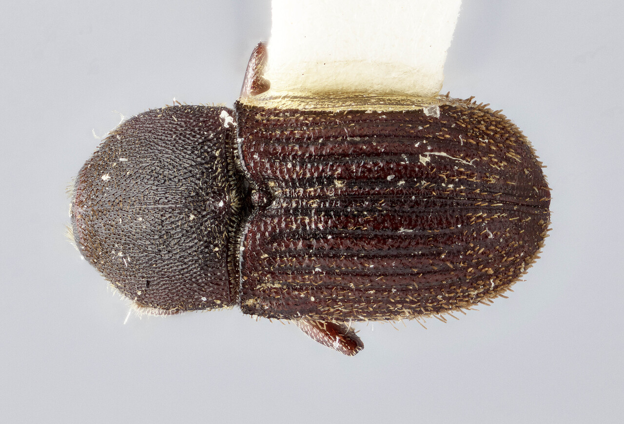 Genus / Species: Cnesinus pilatus | Image Author: J Buffam | Location: México, Sinaloa, El Palmito, 8 mi (13 km) W | Image Type: holotype | Collection: Canadian National Collection of Insects, Arachnids and Nematodes