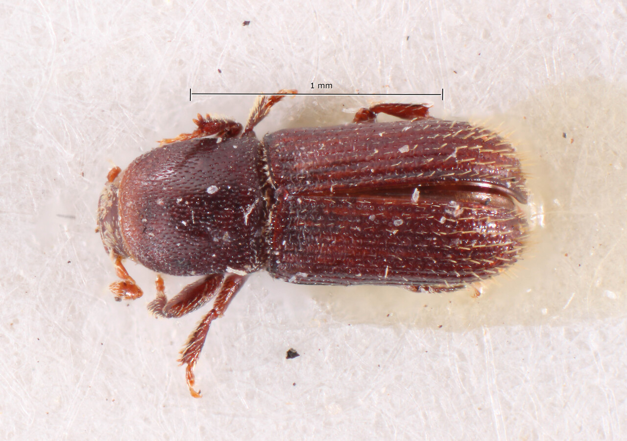 Genus / Species: Cnesinus plaumanni | Image Author: TH Atkinson | Location: Brazil, Santa Catarina, Nova Teutonia | Image Type: allotype | Collection: Naturhistorisches Museum Wien