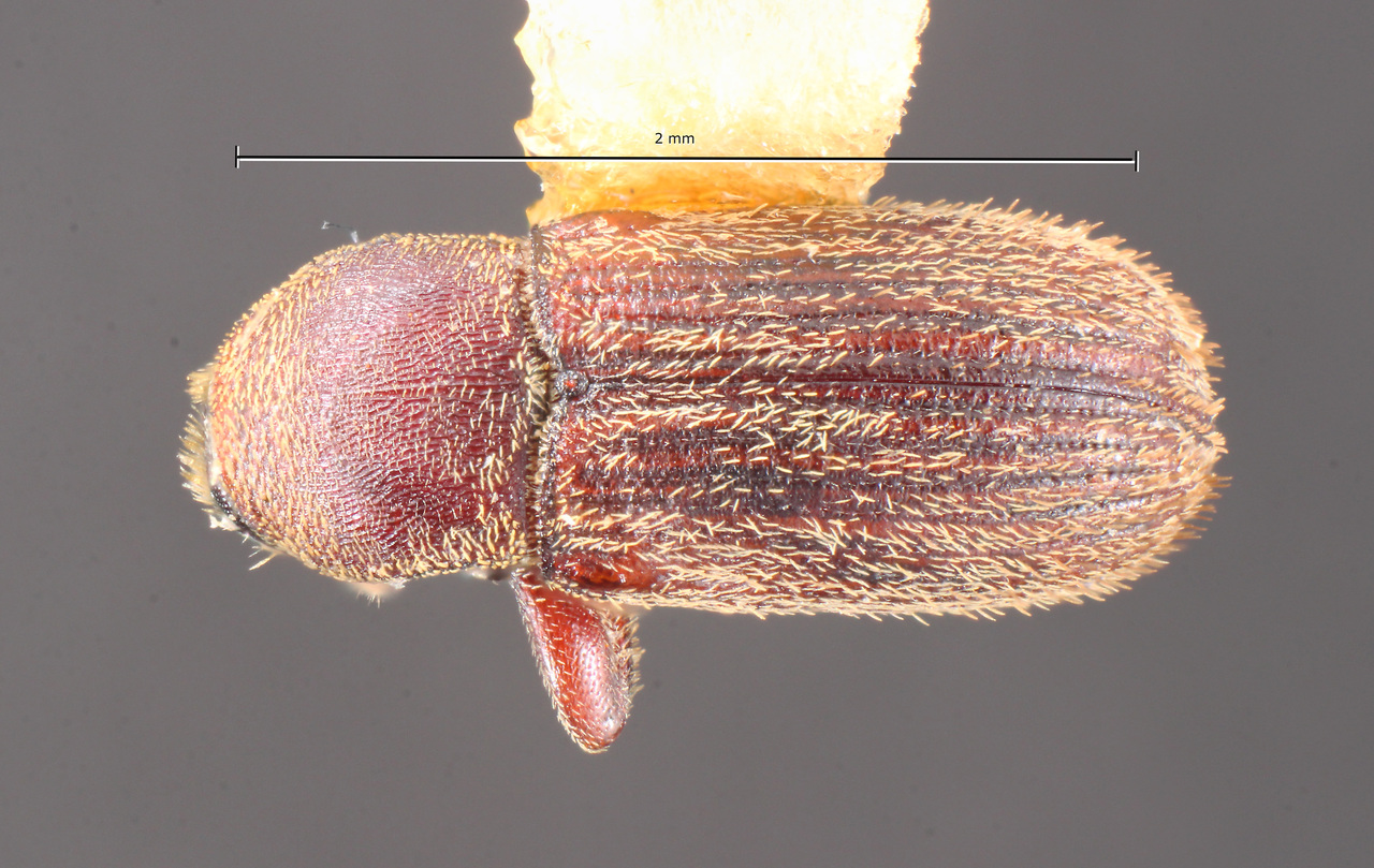 Genus / Species: Cnesinus prominulus | Image Author: TH Atkinson | Location: México, Guerrero, Chilapa | Collection: Centro de Entomología y Acarología