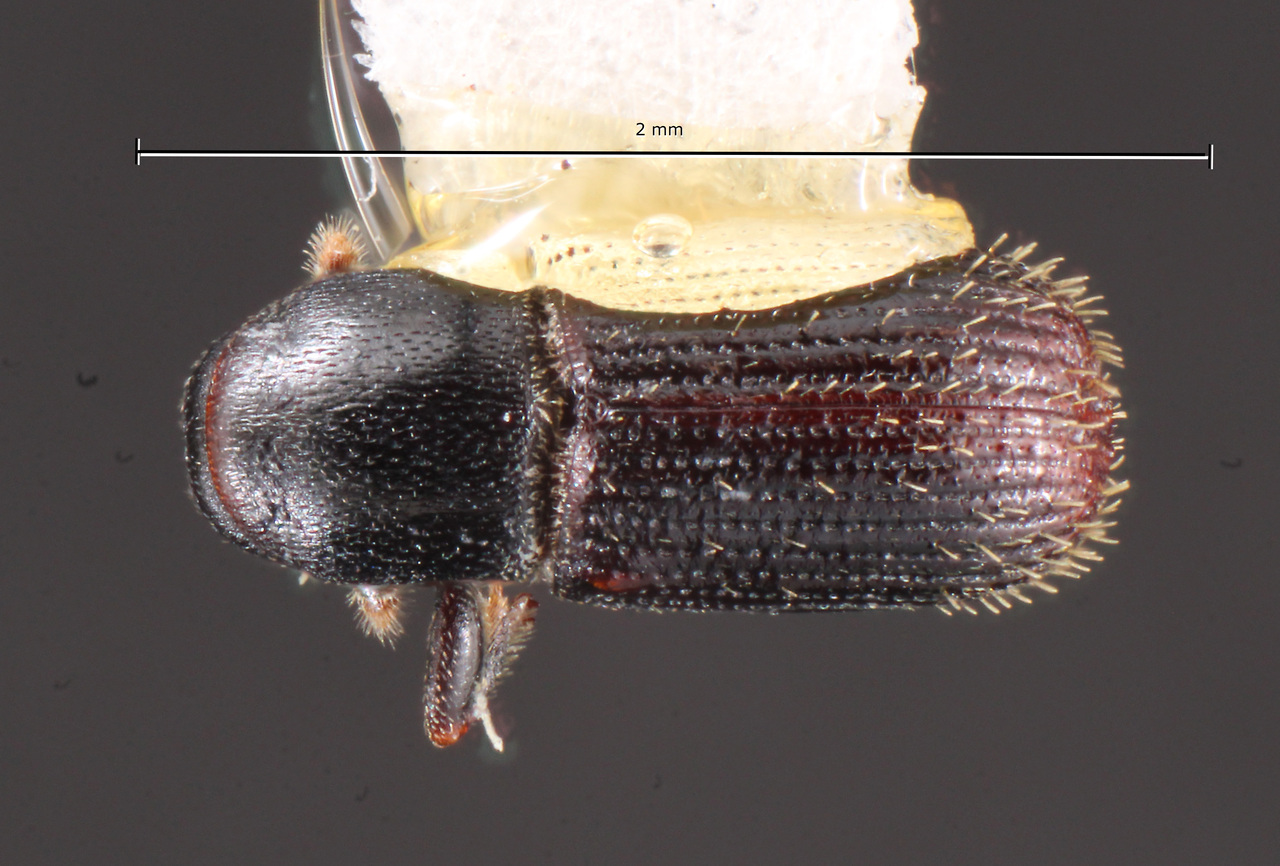 Genus / Species: Cnesinus pullus | Image Author: TH Atkinson | Location: México, Veracruz, San Andrés | Collection: Centro de Entomología y Acarología