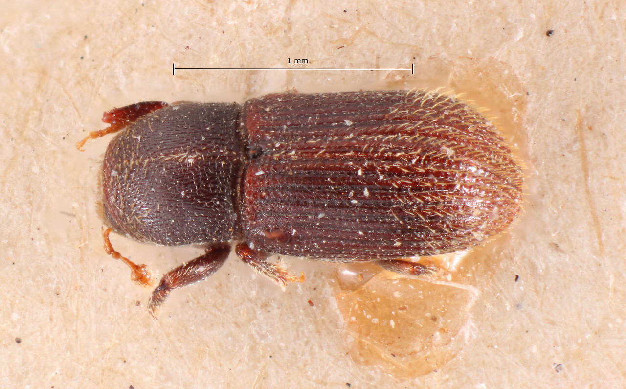 Genus / Species: Cnesinus pusillus | Image Author: TH Atkinson | Location: Brazil, Santa Catarina, Blumenau | Image Type: holotype | Collection: Naturhistorisches Museum Wien