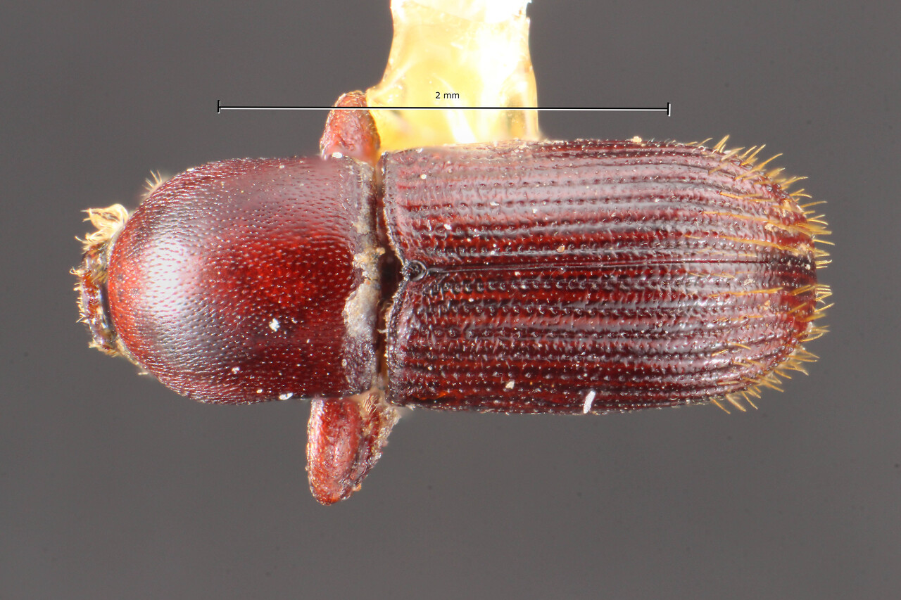Genus / Species: Cnesinus quaesitus | Image Author: TH Atkinson | Location: México, unknown, México (country / region) | Image Type: holotype | Collection: Naturhistorisches Museum Wien