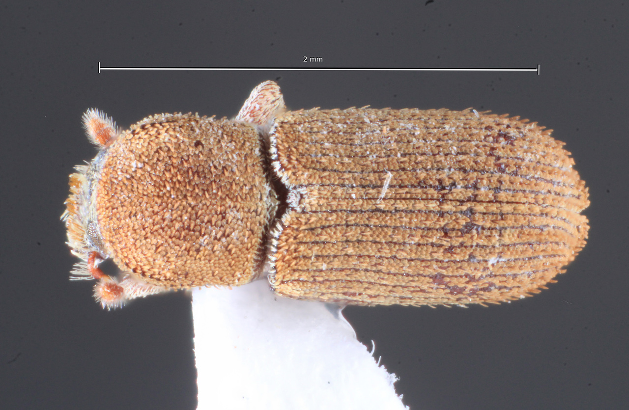 Genus / Species: Cnesinus squamifer | Image Author: TH Atkinson | Location: Argentina, Tucumán, Ticucho | Collection: Instituto Fundación Miguel Lillo