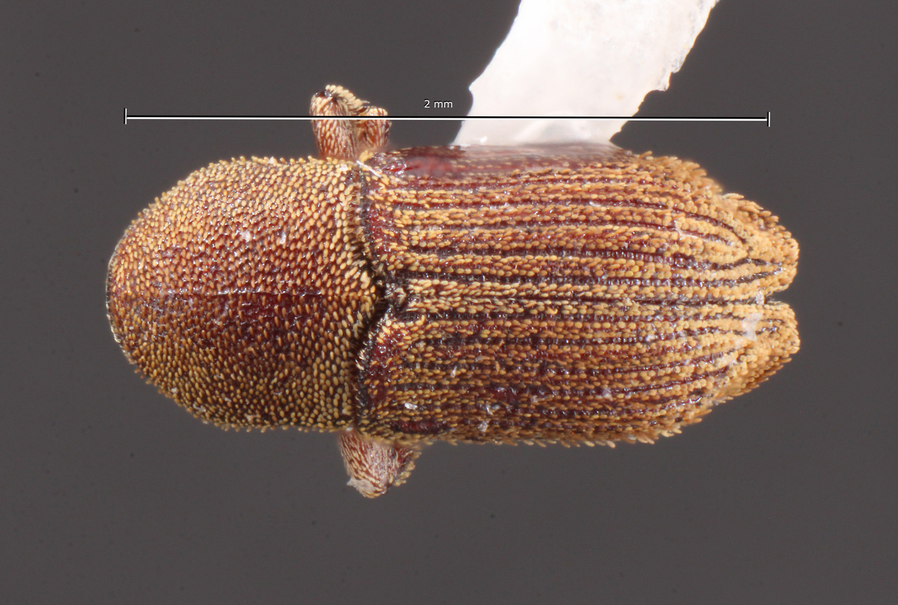 Genus / Species: Cnesinus squamosus | Image Author: TH Atkinson | Location: México, México, Chocoljaito | Collection: University of Texas Insect Collection