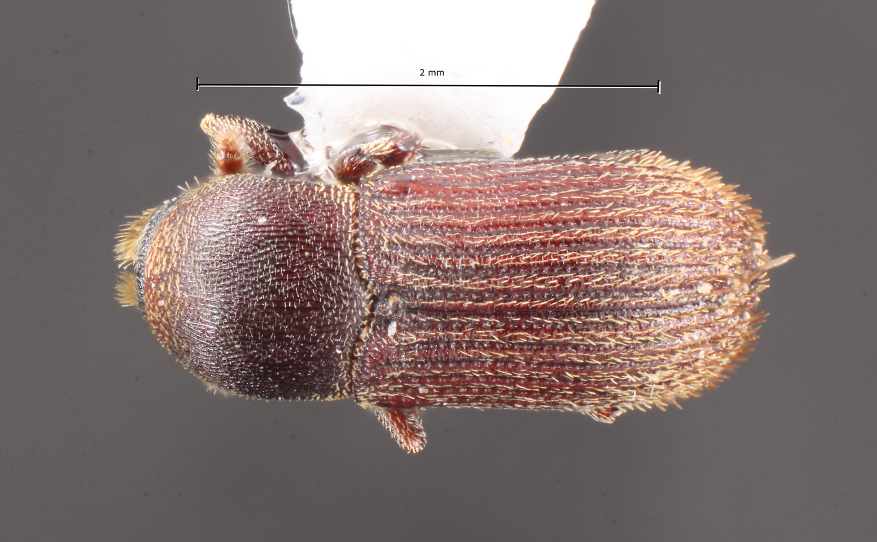 Genus / Species: Cnesinus strigicollis | Image Author: TH Atkinson | Location: United States, Texas, Woodville, 5 mi E | Collection: University of Texas Insect Collection