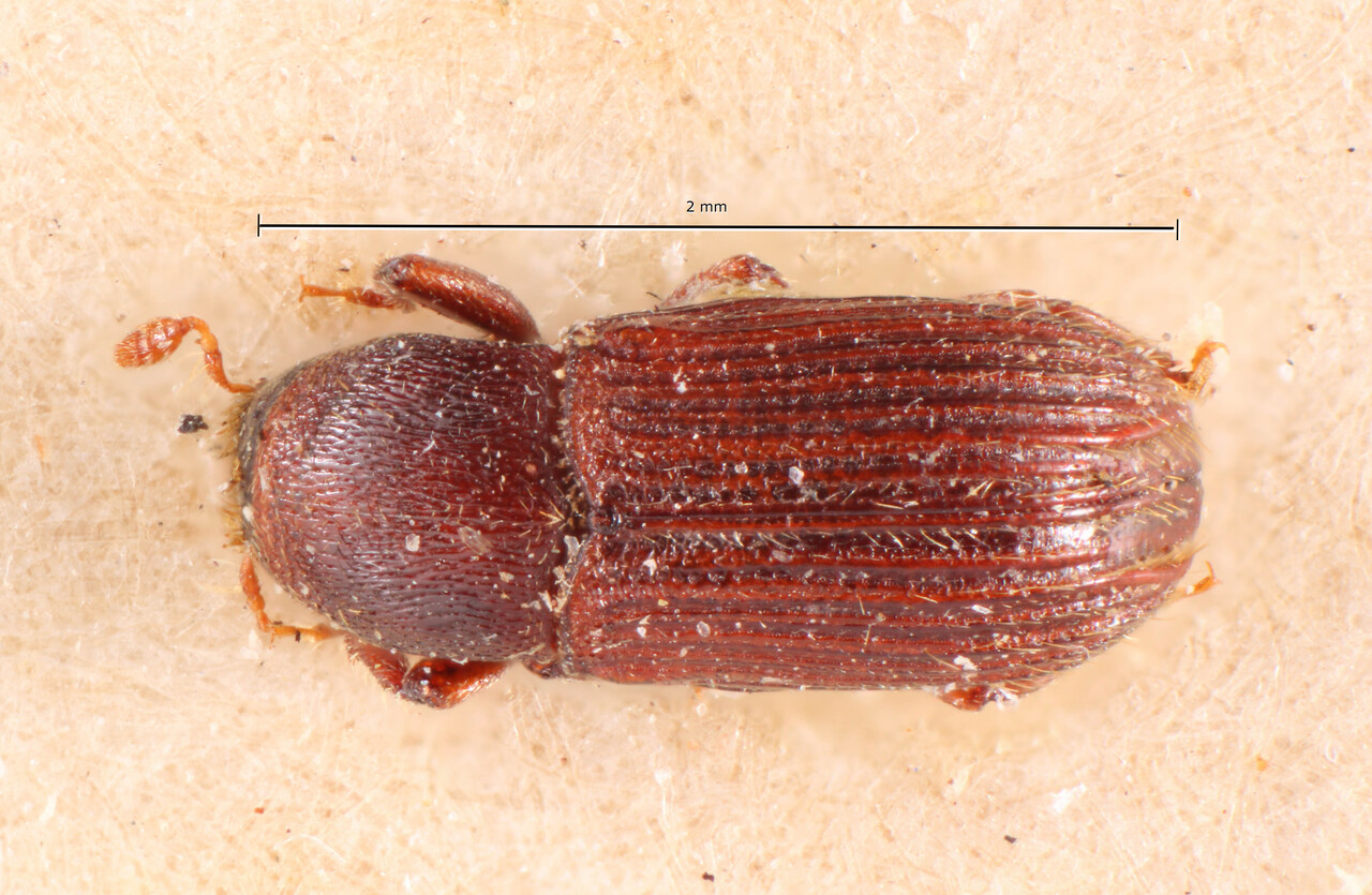 Genus / Species: Cnesinus sulcatus | Image Author: TH Atkinson | Location: Brazil, São Paulo, São Paulo (estado) | Image Type: syntype | Collection: Naturhistorisches Museum Wien