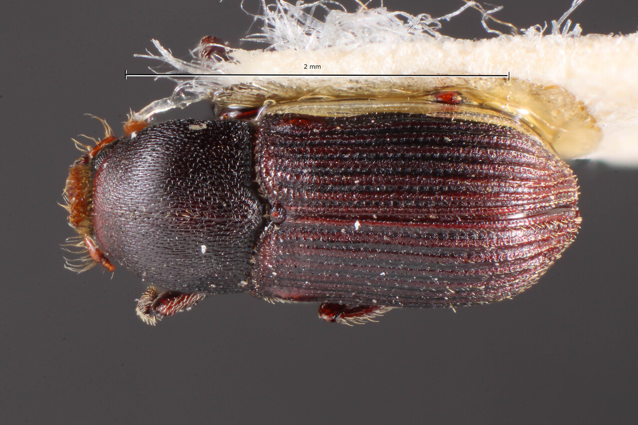 Genus / Species: Sternobothrus transitus | Image Author: TH Atkinson | Location: Brazil, Rio de Janeiro, Corcovado | Image Type: holotype | Collection: Naturhistorisches Museum Wien