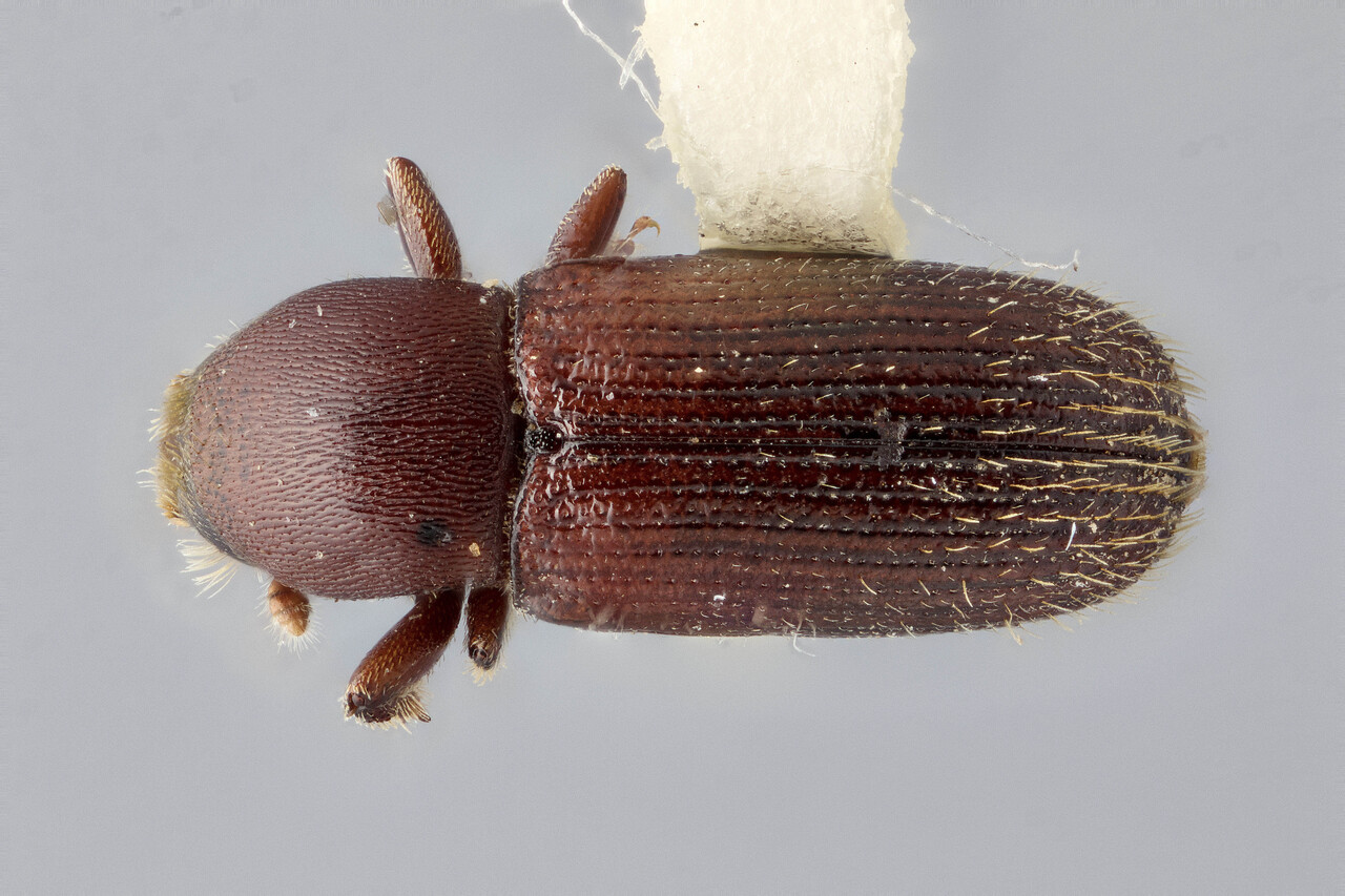 Genus / Species: Cnesinus elegantis | Image Author: J Buffam | Location: México, Oaxaca, Suchixtepec, 3 mi N, hwy 175 | Image Type: holotype | Collection: Canadian National Collection of Insects, Arachnids and Nematodes