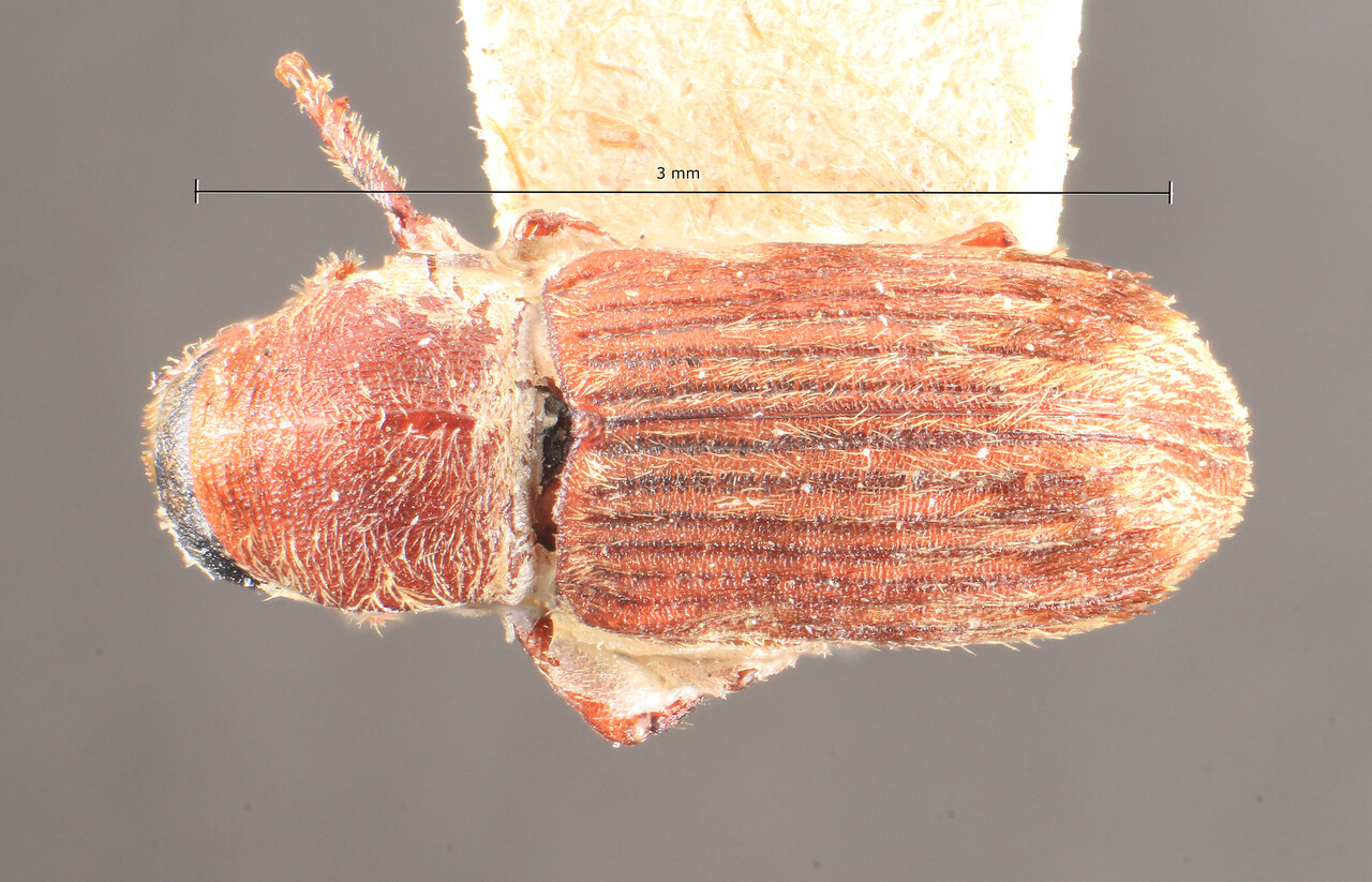 Genus / Species: Cnesinus reticulatus | Image Author: TH Atkinson | Location: Colombia, Cundinamarca, Bogotá | Image Type: holotype | Collection: Institut Royal des Sciences Naturelles
