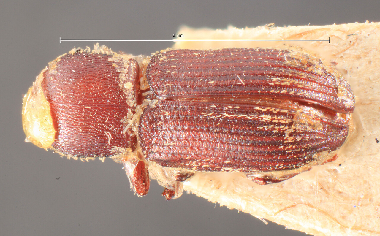 Genus / Species: Cnesinus gibbus | Image Author: TH Atkinson | Location: Venezuela, Sucre, Cumana | Image Type: holotype | Collection: Institut Royal des Sciences Naturelles