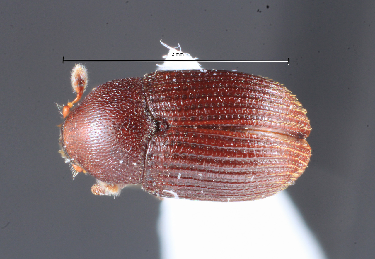 Genus / Species: Pagiocerus eggersi | Image Author: TH Atkinson | Location: Ecuador, Pichincha, Río Pisque, 5 km N Guallabamba | Collection: Zoological Museum