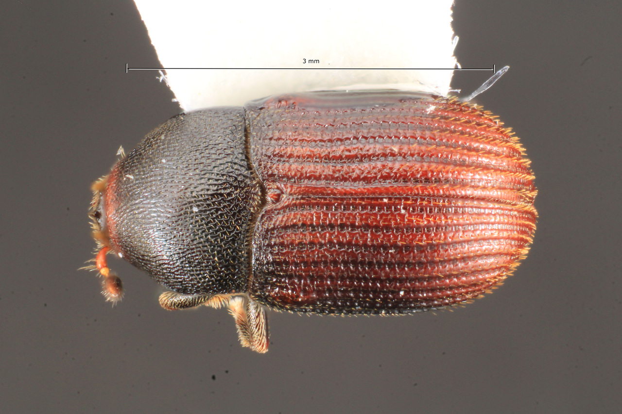 Genus / Species: Pagiocerus frontalis | Image Author: TH Atkinson | Location: México, Oaxaca, Comaltepec | Collection: University of Texas Insect Collection