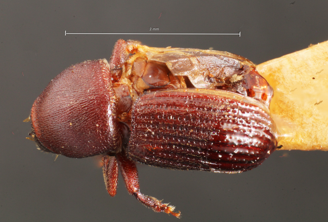 Genus / Species: Pagiocerus luederwaldti | Image Author: TH Atkinson | Location: Brazil, São Paulo, Pia | Image Type: holotype | Collection: Museo de Zoologia
