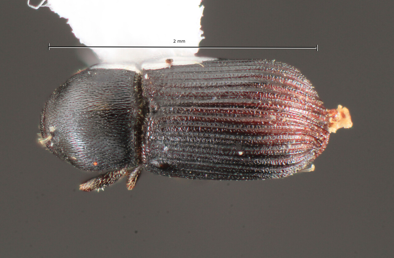 Genus / Species: Sternobothrus pumilus | Image Author: TH Atkinson | Location: Brazil, Santa Catarina, Joaçaba | Collection: University of Texas Insect Collection
