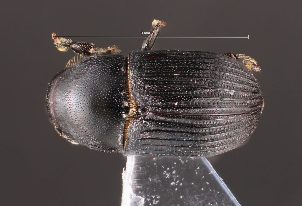 Genus / Species: Sternobothrus carinatus | Image Author: TH Atkinson | Location: Perú, Junin, Río Venado, 15 km NW Satipo | Collection: University of Texas Insect Collection