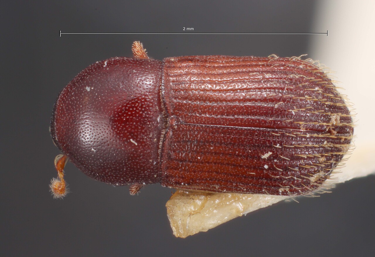 Genus / Species: Bothrosternus lucidus | Image Author: TH Atkinson | Location: Brazil, Mato Grosso, Xavantina, 260 km N | Image Type: holotype | Collection: British Museum (Natural History)