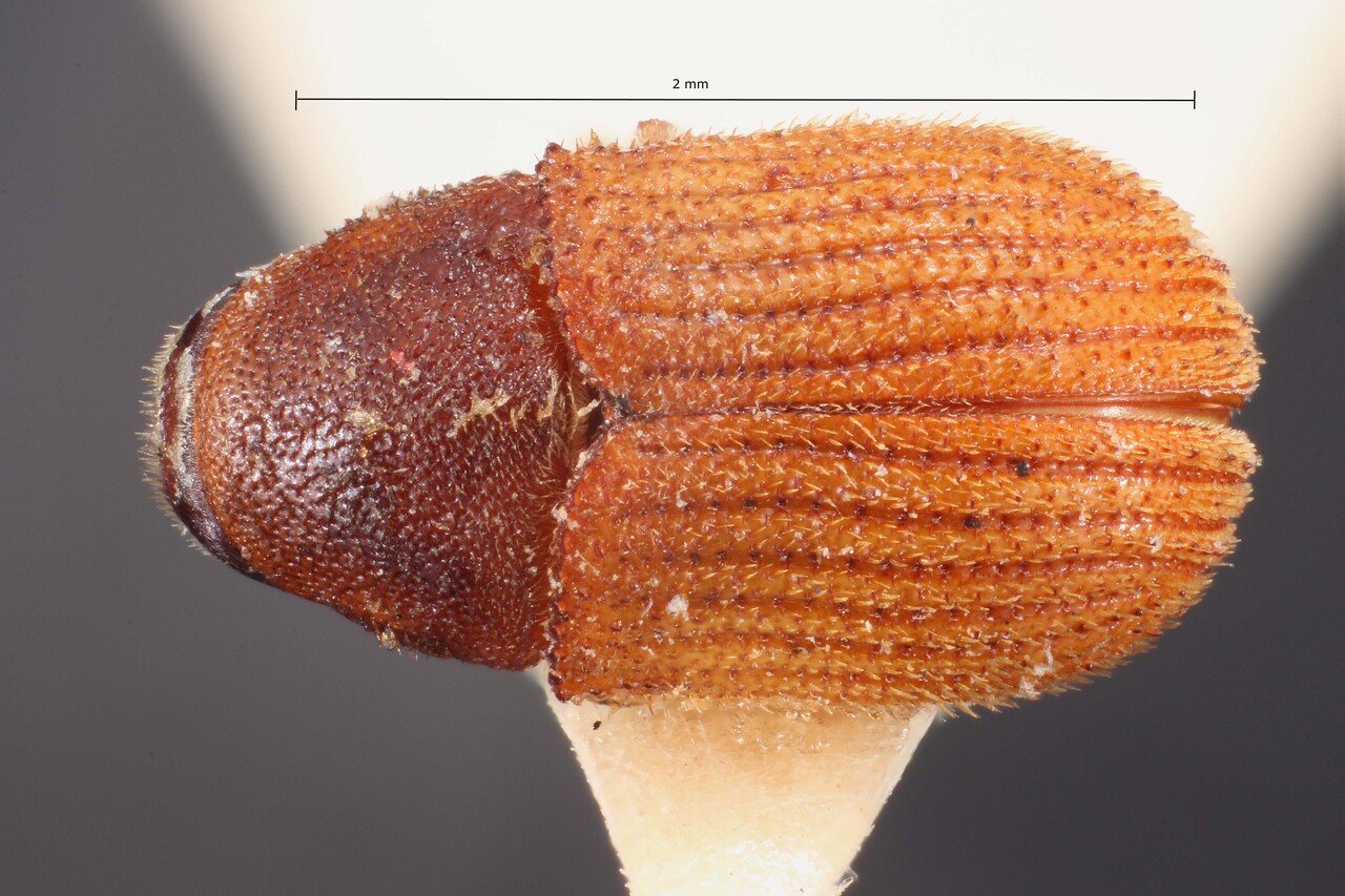 Genus / Species: Cnesinus beaveri | Image Author: TH Atkinson | Location: Brazil, Mato Grosso, Xavantina, 260 km N | Image Type: holotype | Collection: British Museum (Natural History)