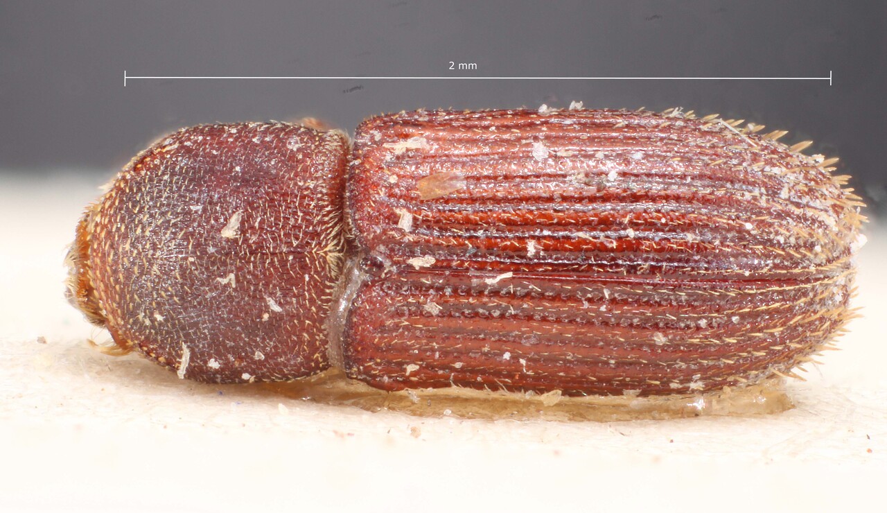 Genus / Species: Cnesinus coffeae | Image Author: TH Atkinson | Location: Colombia, Santander, La Esperanza | Image Type: holotype | Collection: British Museum (Natural History)