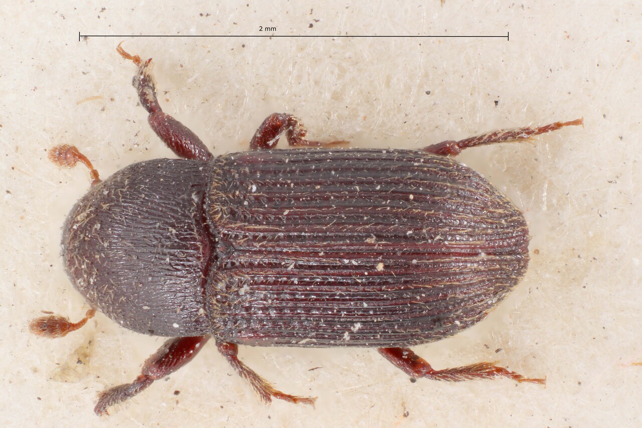 Genus / Species: Cnesinus costulatus | Image Author: TH Atkinson | Location: Panamá, Chiriquí, Volcan Chiriqui | Image Type: lectotype | Collection: British Museum (Natural History)