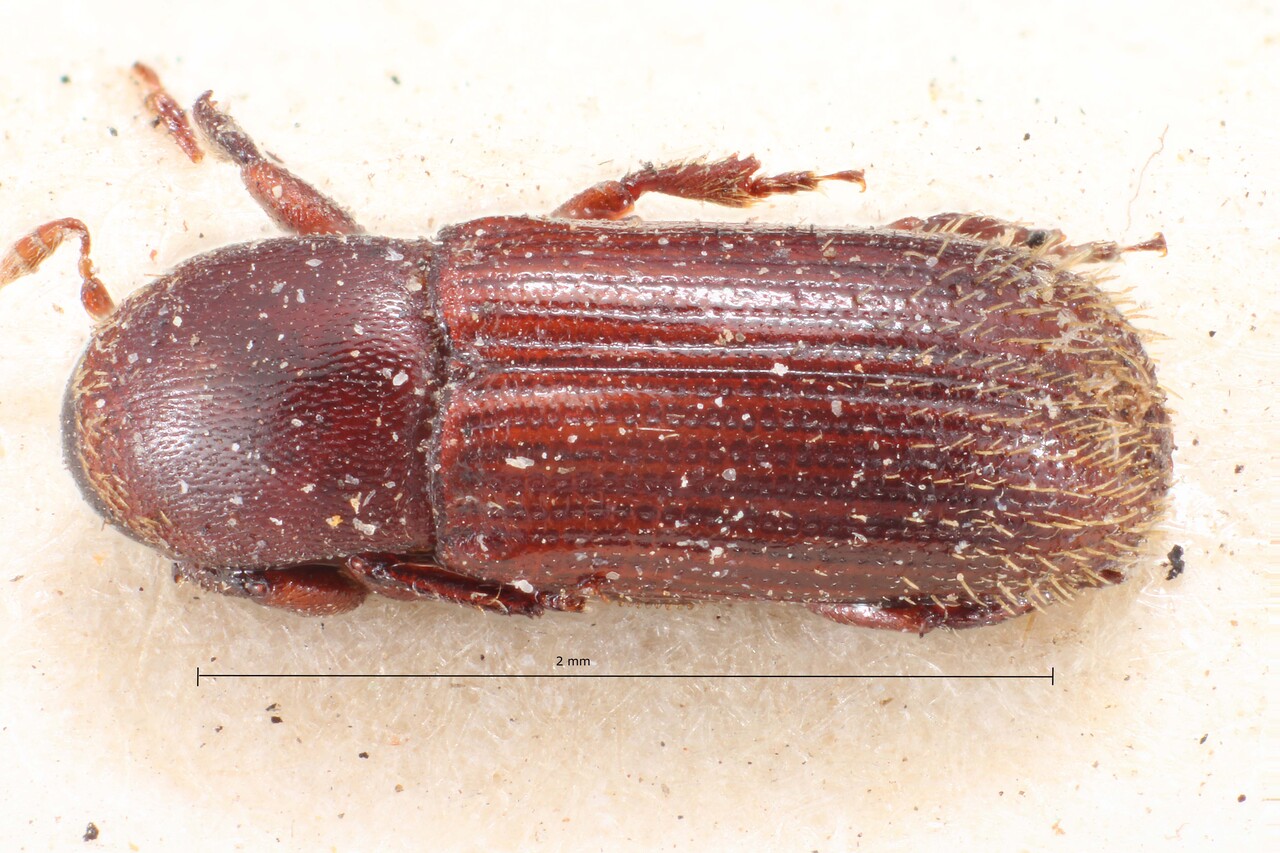 Genus / Species: Cnesinus elegans | Image Author: TH Atkinson | Location: Guatemala, Quetzaltenango, Cerro Zunil | Image Type: lectotype | Collection: British Museum (Natural History)