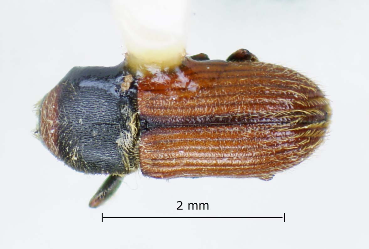 Genus / Species: Cnesinus gibbosus | Image Author: LR Kirkendall | Location: Costa Rica, Heredia, Volcan Poas | Image Type: paratype | Collection: British Museum (Natural History)