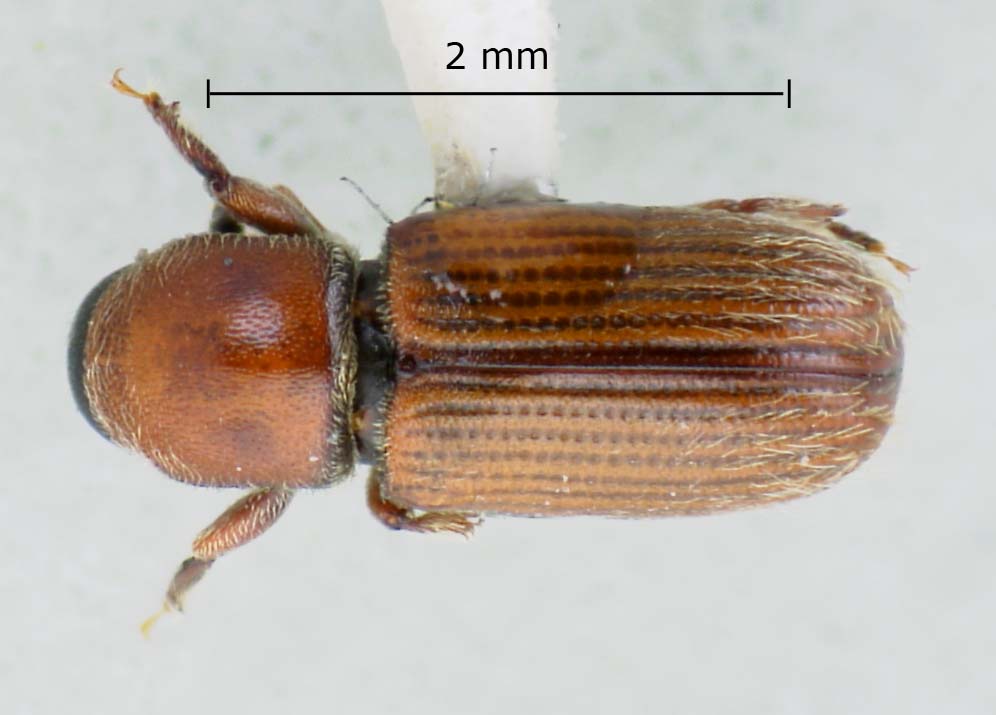 Genus / Species: Cnesinus gibbulus | Image Author: LR Kirkendall | Location: Costa Rica, Cartago, Villa Mills, Cerro de la Muerte | Image Type: paratype | Collection: British Museum (Natural History)