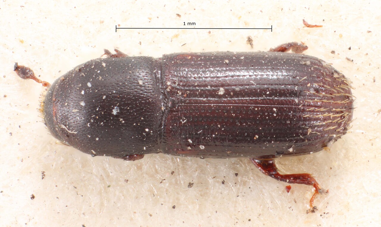 Genus / Species: Cnesinus gracilis | Image Author: TH Atkinson | Location: Panamá, Chiriquí, Volcan Chiriqui | Image Type: holotype | Collection: British Museum (Natural History)