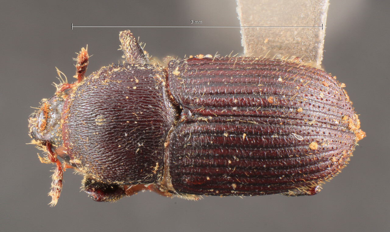 Genus / Species: Sternobothrus marginicollis | Image Author: TH Atkinson | Location: 'Antilles or Colombia' | Image Type: holotype | Collection: Museum für Naturkunde