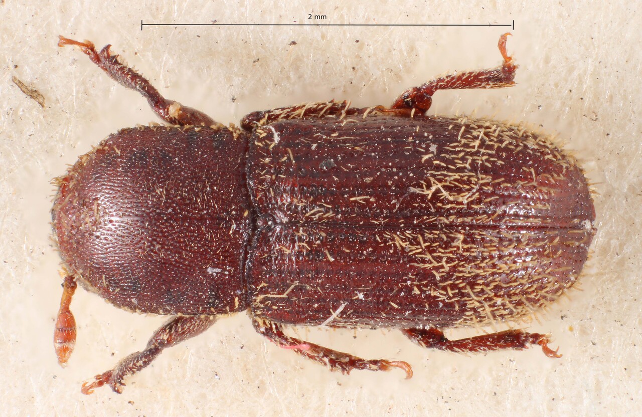 Genus / Species: Cnesinus paleatus | Image Author: TH Atkinson | Location: Guatemala, San Marcos, El Tumbador | Image Type: holotype | Collection: British Museum (Natural History)