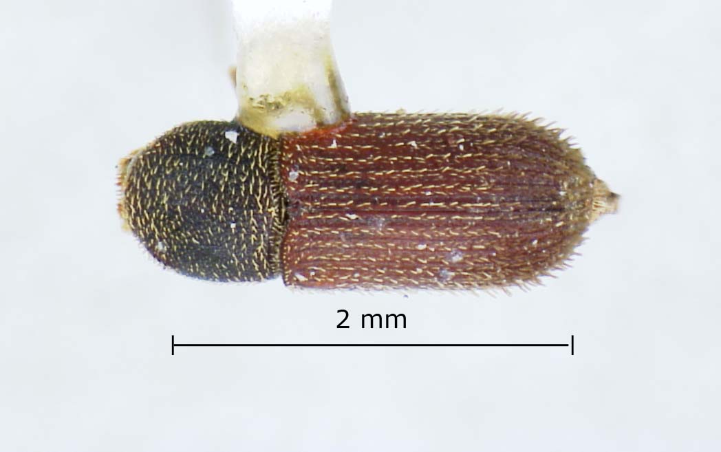 Genus / Species: Cnesinus perplexus | Image Author: LR Kirkendall | Location: Costa Rica, San José, San Ignacio de Acosta | Image Type: paratype | Collection: British Museum (Natural History)