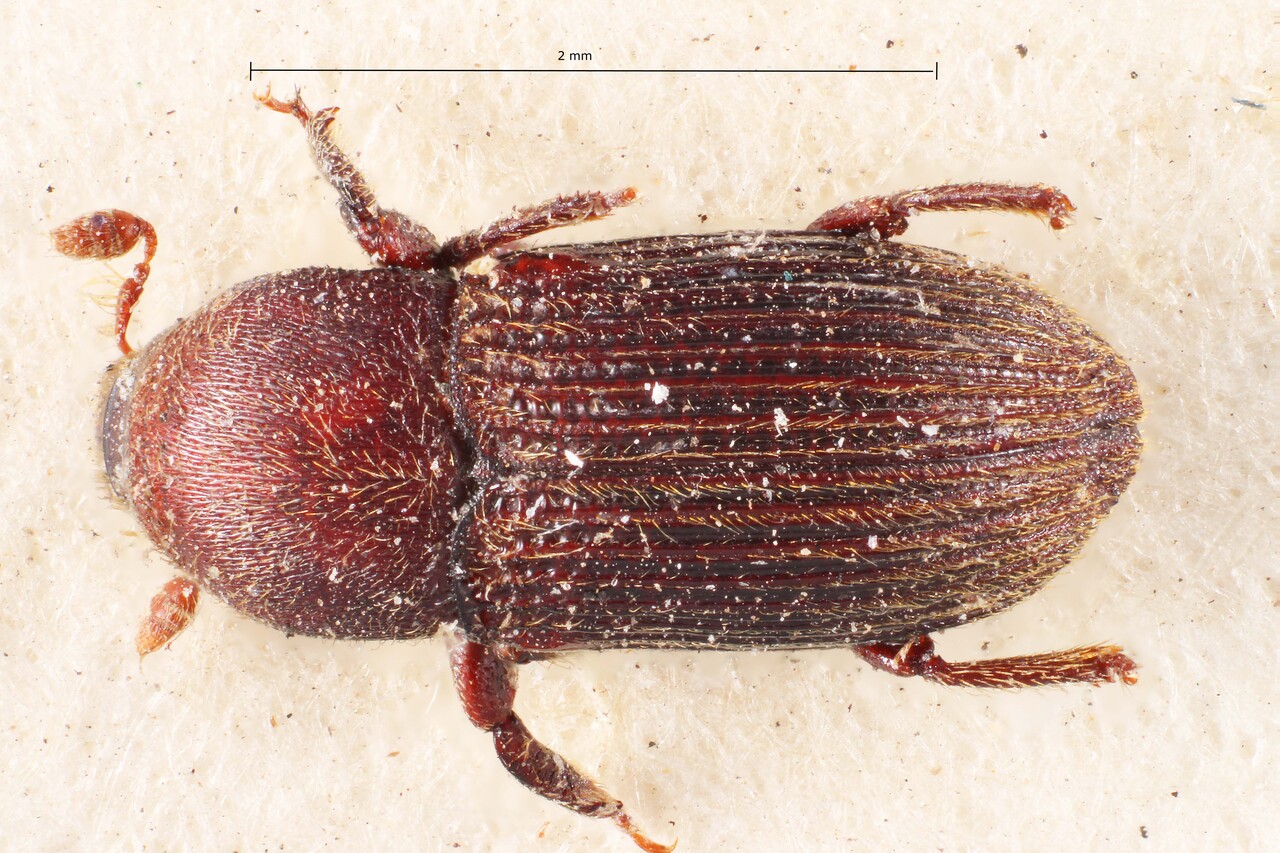 Genus / Species: Cnesinus porcatus | Image Author: TH Atkinson | Location: Panamá, Chiriquí, Volcan Chiriqui | Image Type: lectotype | Collection: British Museum (Natural History)