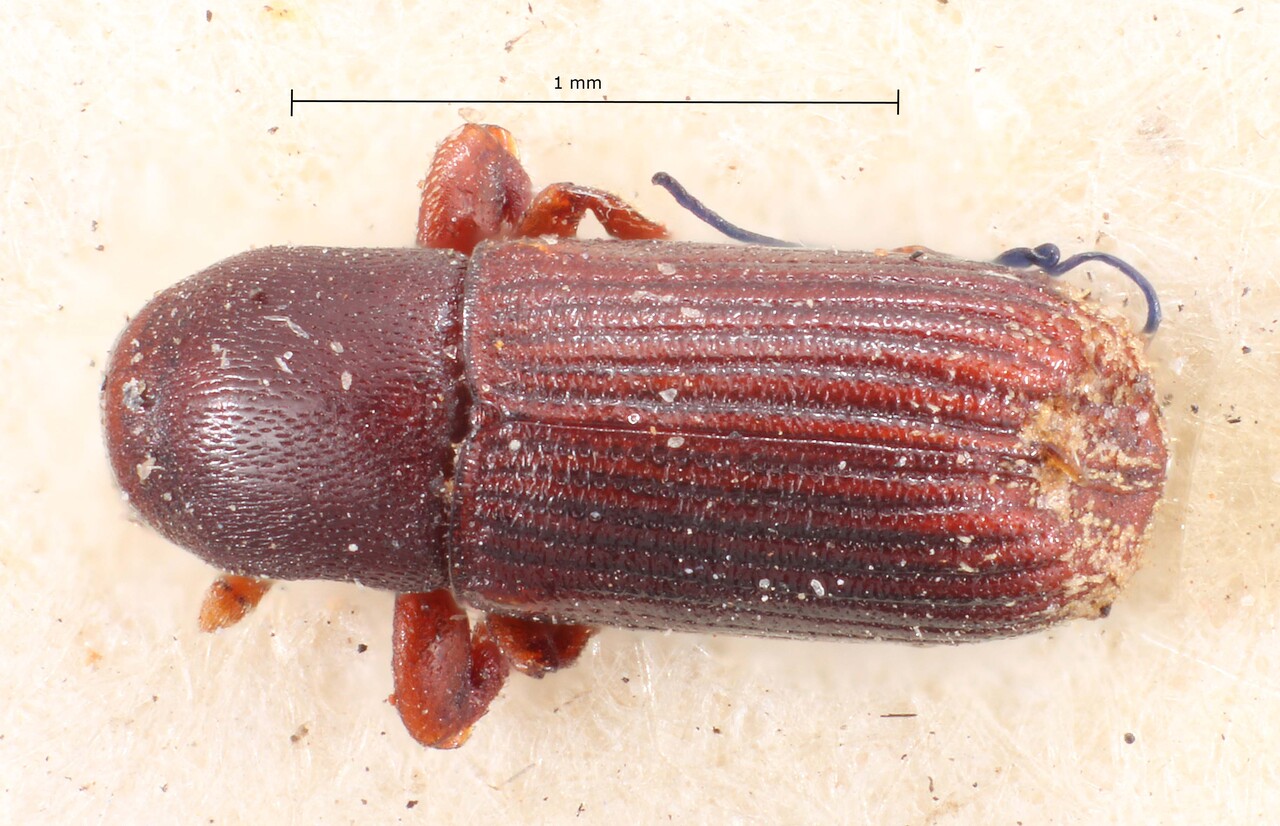Genus / Species: Cnesinus teres | Image Author: TH Atkinson | Location: Venezuela, Aragua, Colonia Tovar | Image Type: paralectotype | Collection: British Museum (Natural History)