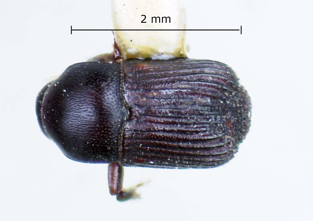Genus / Species: Eupagiocerus ater | Image Author: LR Kirkendall | Location: Panamá, Panamá, Fort Clayton | Collection: British Museum (Natural History)