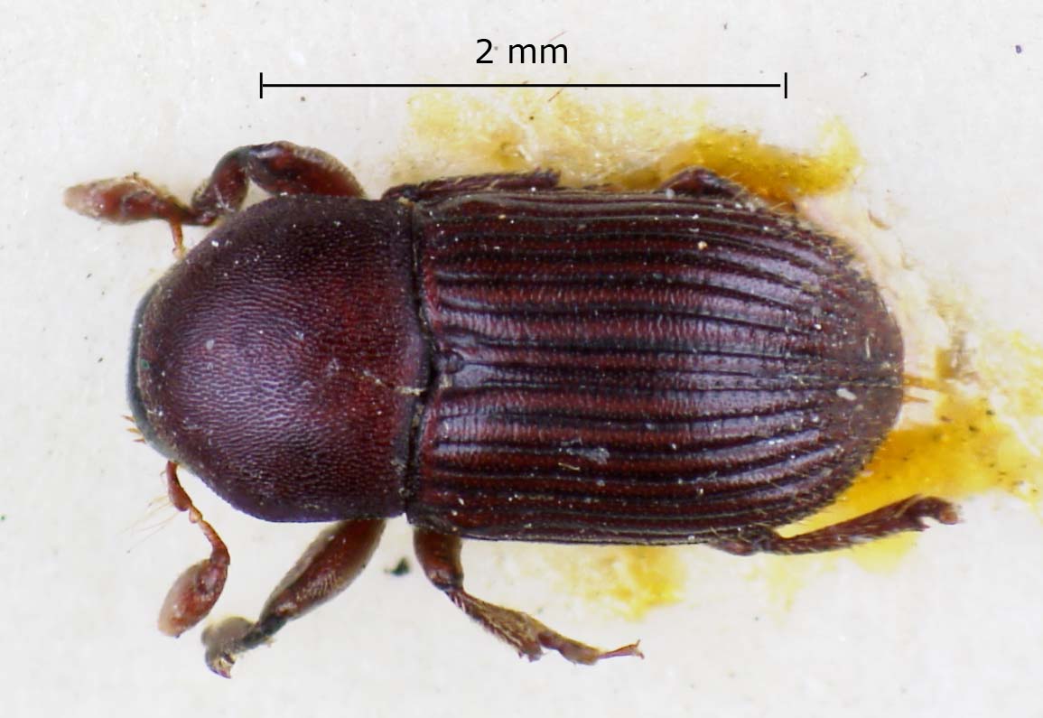 Genus / Species: Eupagiocerus dentipes | Image Author: LR Kirkendall | Location: Guatemala, San Marcos, El Tumbador | Image Type: lectotype | Collection: British Museum (Natural History)
