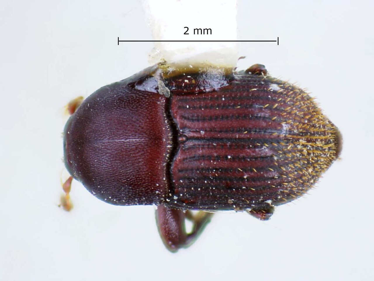 Genus / Species: Eupagiocerus vastus | Image Author: LR Kirkendall | Location: Costa Rica, Heredia, Puerto Viejo | Image Type: paratype | Collection: British Museum (Natural History)