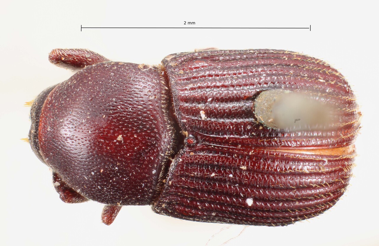 Genus / Species: Pagiocerus cribricollis | Image Author: TH Atkinson | Location: Brazil, unknown, Brazil (country / region) | Collection: British Museum (Natural History)