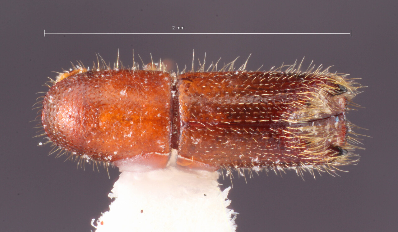 Genus / Species: Premnobius flechtmanni | Image Author: TH Atkinson | Location: Brazil, Mato Grosso do Sul, Selvíria | Collection: University of Texas Insect Collection
