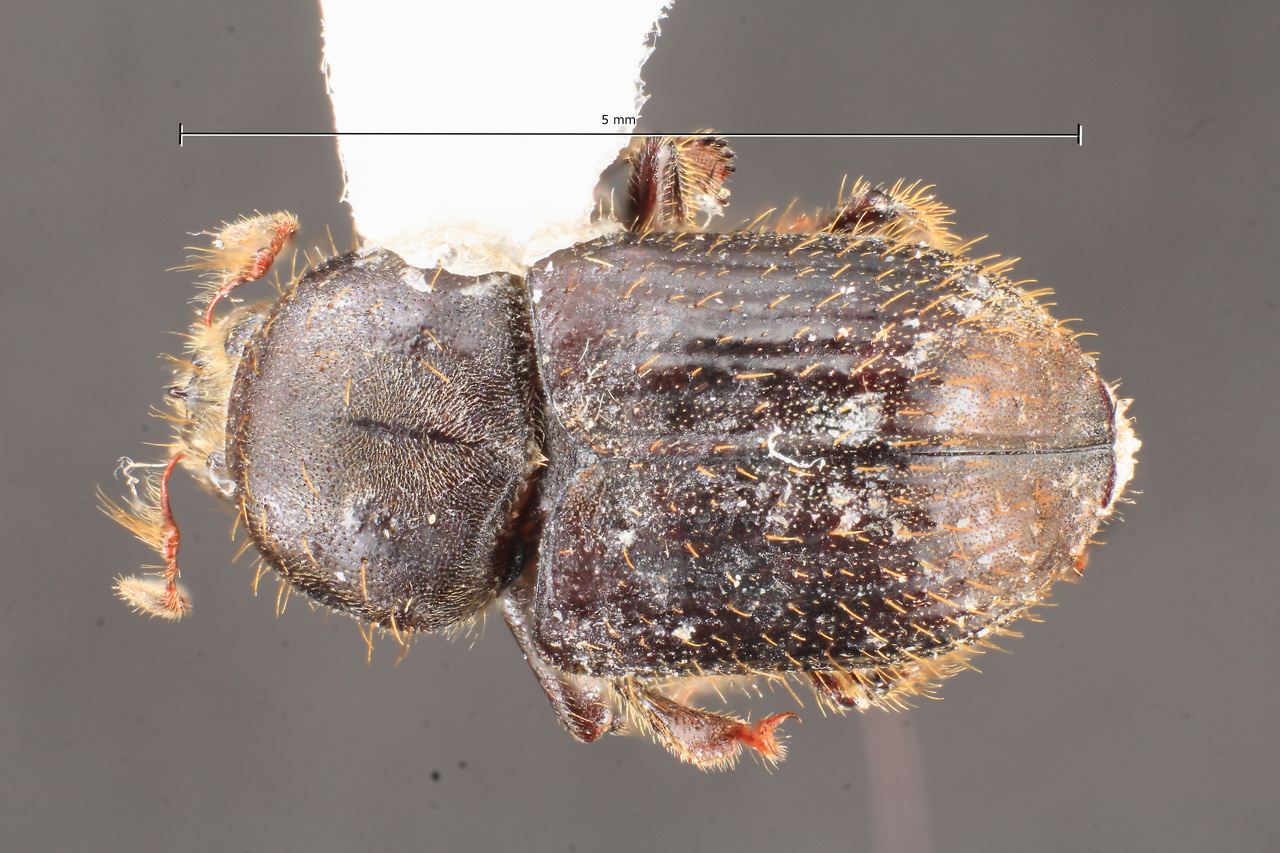 Genus / Species: Dryotomicus oenophilis | Image Author: TH Atkinson | Location: Fr. Guiana, Mont Itoupé | Collection: University of Texas Insect Collection