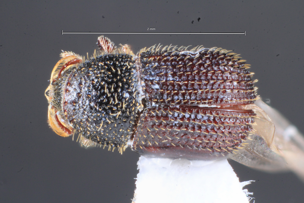 Genus / Species: Phloeotribus asperulus | Image Author: TH Atkinson | Location: Argentina, Tucumán, Sauce Huacho | Collection: Instituto Fundación Miguel Lillo