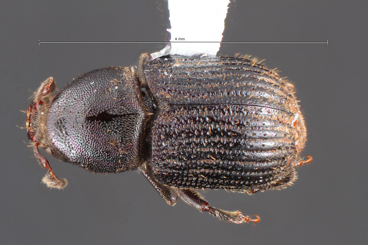 Genus / Species: Phloeotribus championi | Image Author: TH Atkinson | Location: Panamá, Chiriquí, Reserva la Fortuna, Cont. Divide Trail | Collection: California State Collection of Arthropods