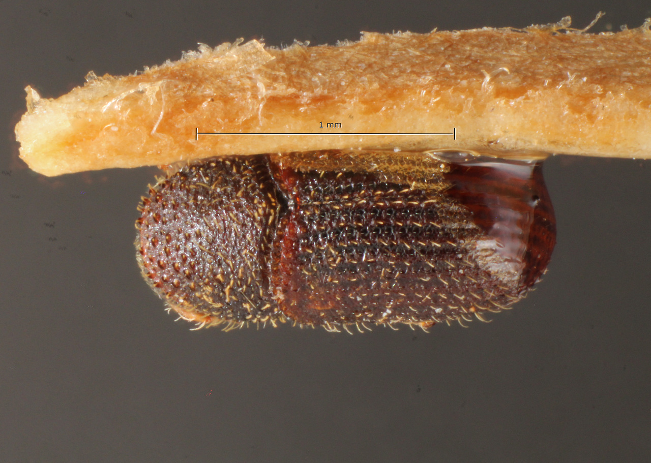 Genus / Species: Phloeotribus contortus | Image Author: TH Atkinson | Location: Brazil, Amazonas, Maturaca | Image Type: holotype | Collection: Museo de Zoologia