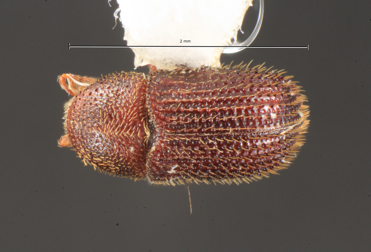 Genus / Species: Phloeotribus frontalis | Image Author: TH Atkinson | Location: United States, Texas, Westlake Hills, Lake Austin at River Hills Drive | Collection: University of Texas Insect Collection