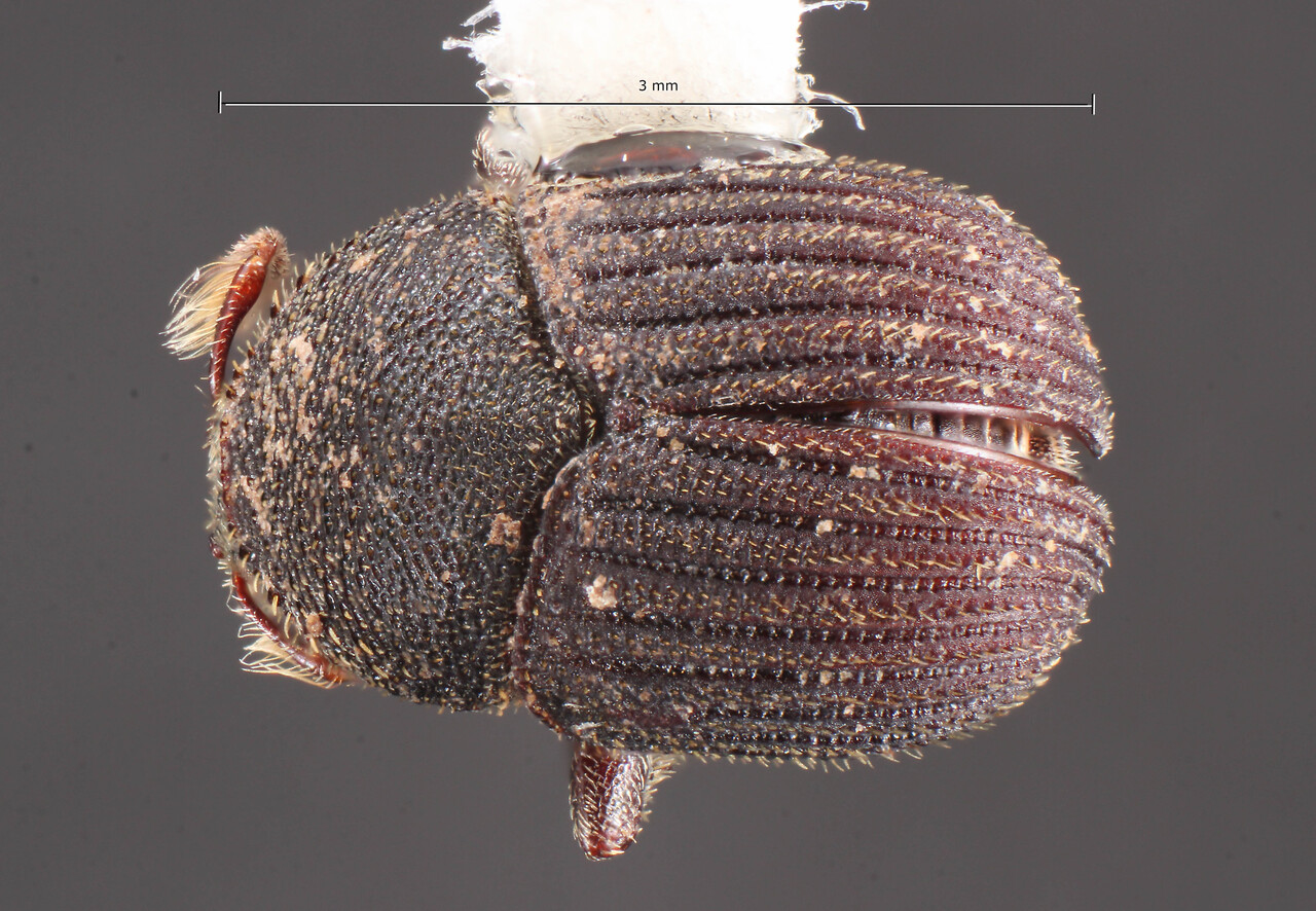 Genus / Species: Phloeotribus incanus | Image Author: TH Atkinson | Location: Bolivia, Santa Cruz, Cafetal | Collection: Field Museum of Natural History