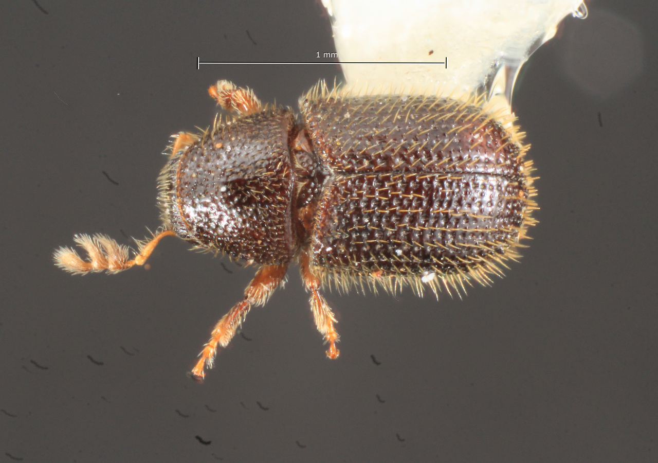 Genus / Species: Phloeotribus liminaris | Image Author: TH Atkinson | Location: United States, Texas, Camp Maxey | Collection: University of Texas Insect Collection