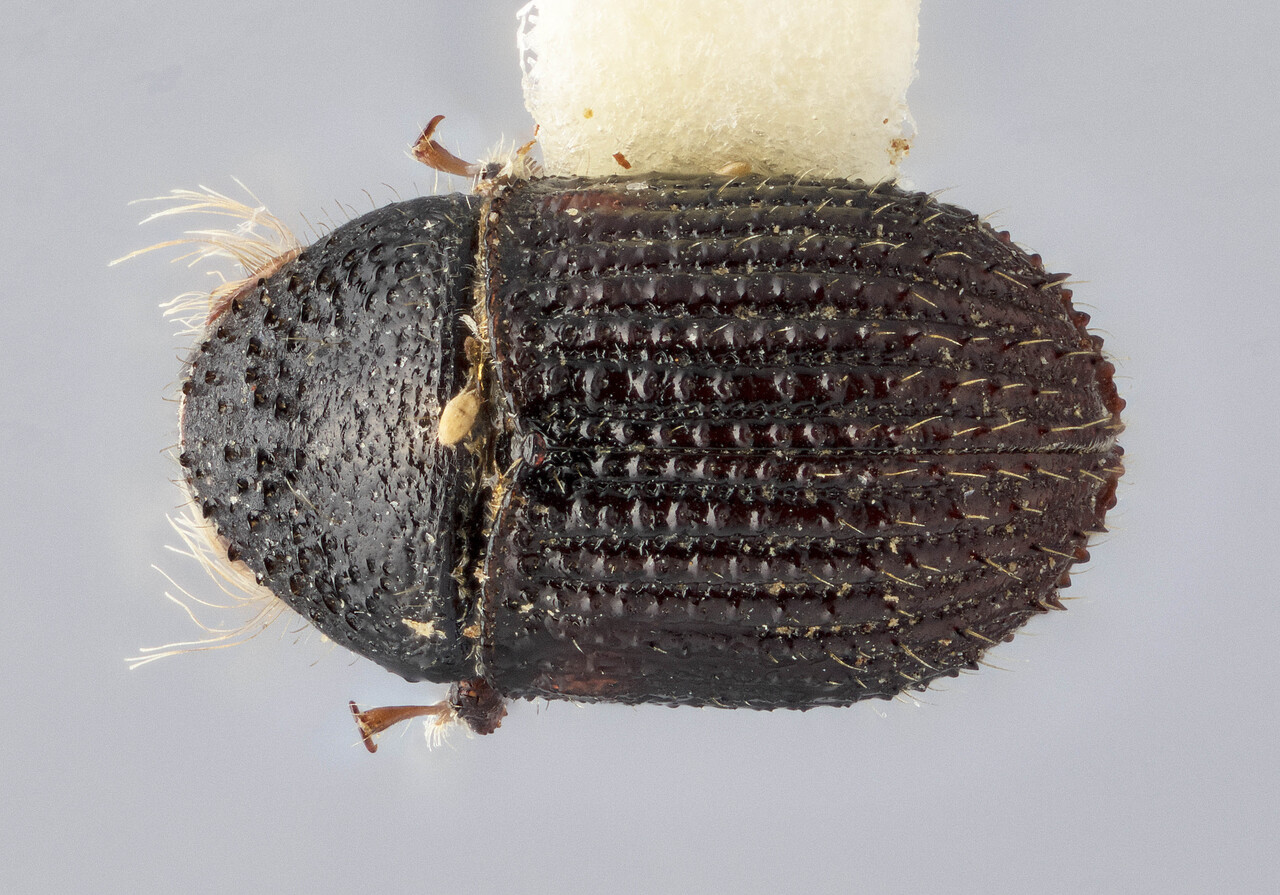 Genus / Species: Phloeotribus setulosus | Image Author: J Buffam | Location: México, Oaxaca, Juchatengo, 26 mi S, hwy 131 | Image Type: holotype | Collection: Canadian National Collection of Insects, Arachnids and Nematodes