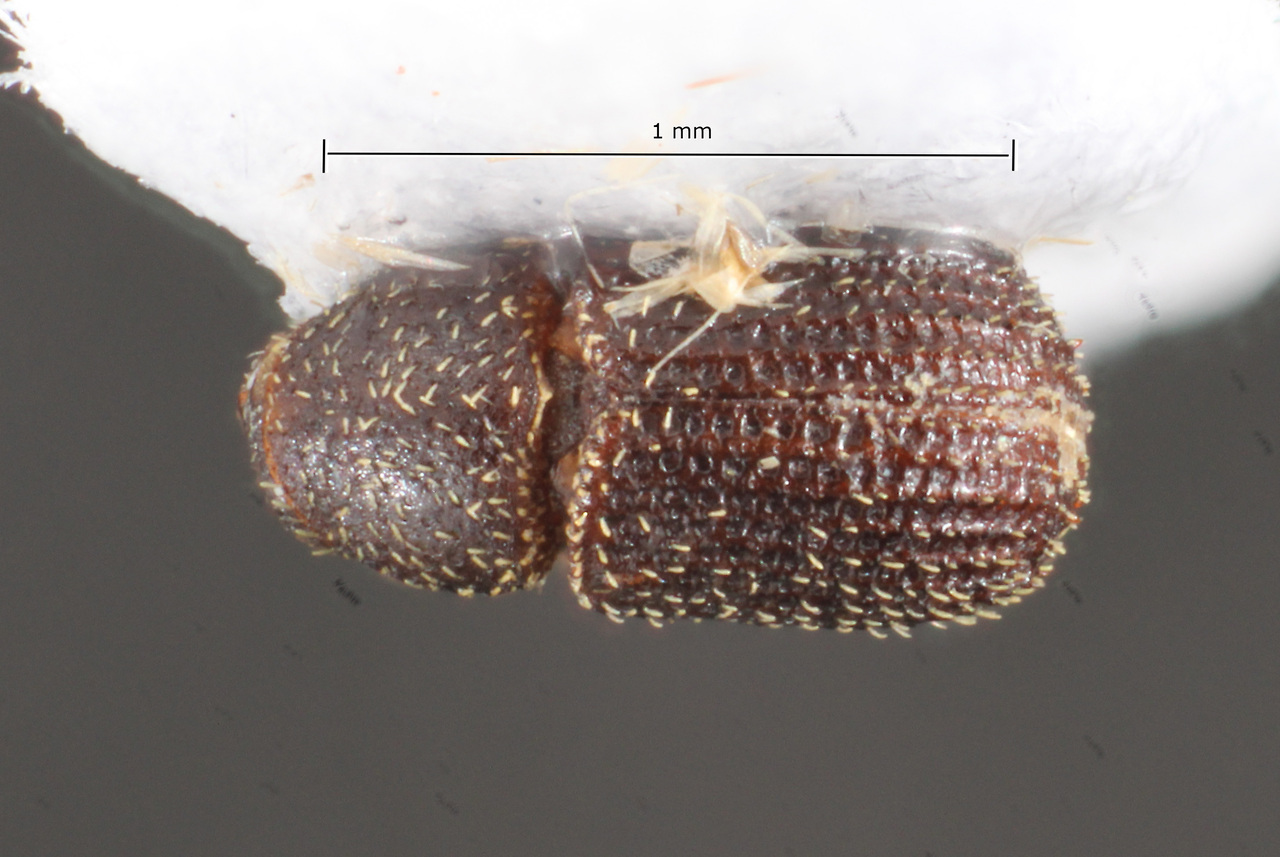 Genus / Species: Phloeotribus novateutonicus | Image Author: TH Atkinson | Location: Brazil, Espirito Santo, Linhares | Collection: Faculdade de Engenharia