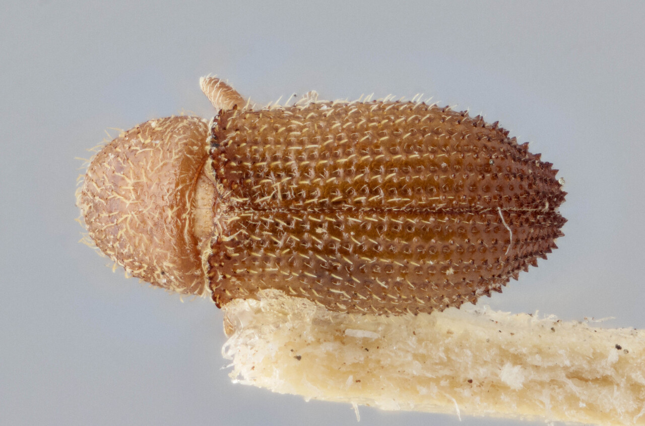 Genus / Species: Phloeotribus piceae | Image Author: J Buffam | Location: Canada, Quebec, Ste. Anne de Bellevue | Image Type: lectotype | Collection: Canadian National Collection of Insects, Arachnids and Nematodes