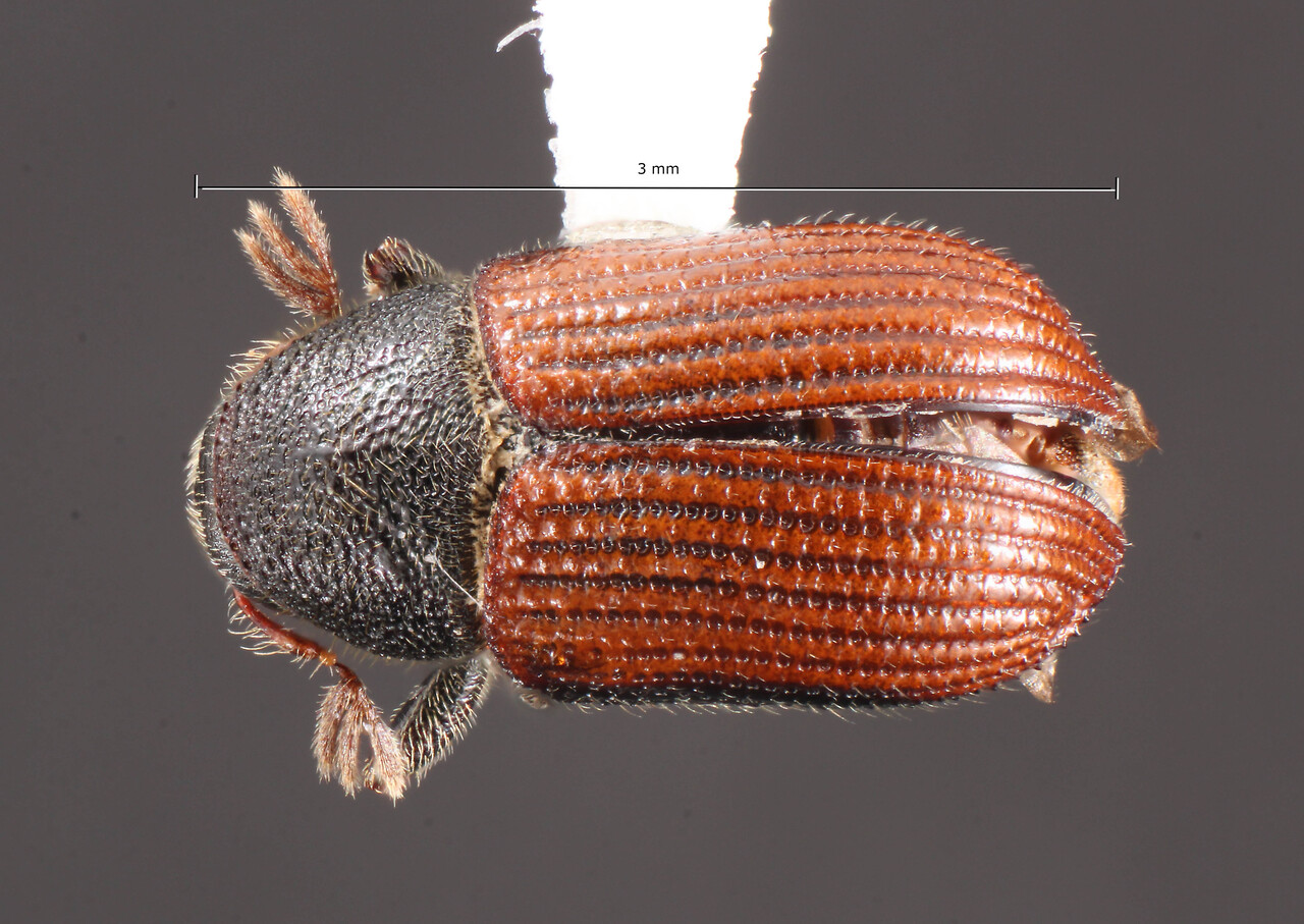 Genus / Species: Phloeotribus picipennis | Image Author: TH Atkinson | Location: Bolivia, Cochabamba, Chua Kocha, Serrania de Siberia | Collection: University of Texas Insect Collection